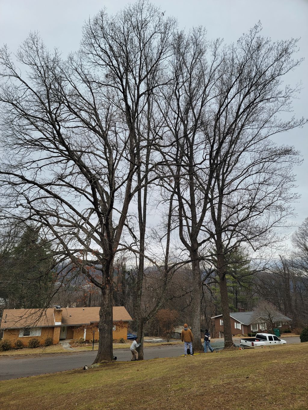 Tree Trimming and Removal