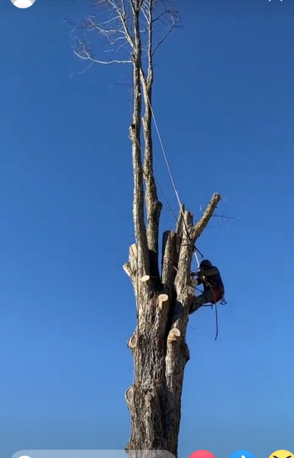 Tree Trimming and Removal