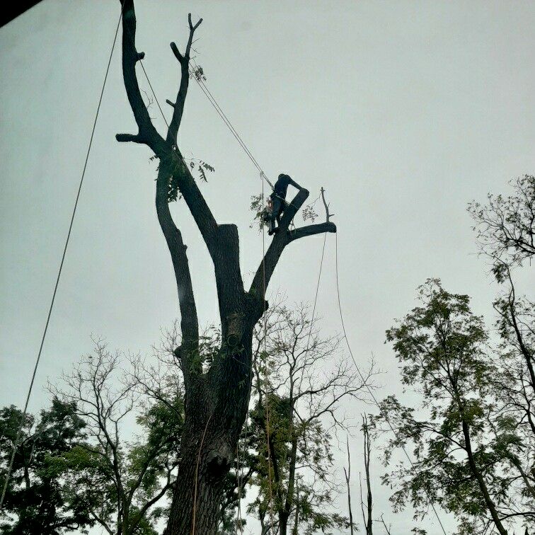 Lemus tree service LLC