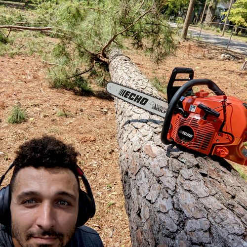 dropping 90' pines with the new saw
