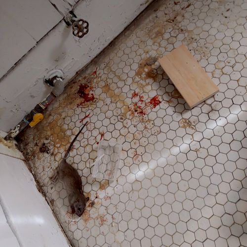Rodent problem was really stressing me out! Jesus 