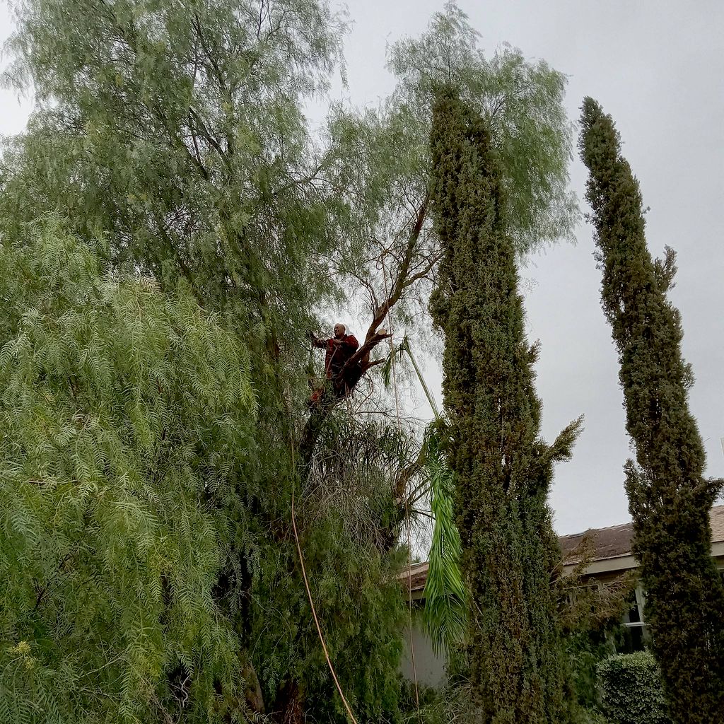 Chicundo Tree Services