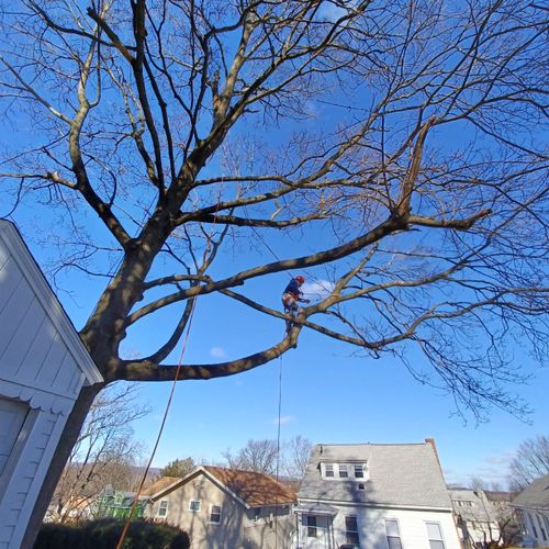 Tree Trimming and Removal