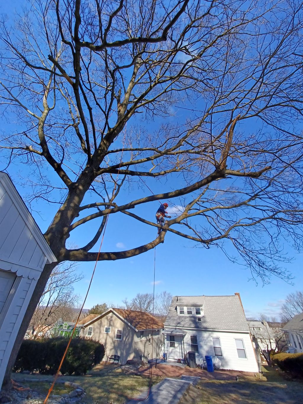 Tree Trimming and Removal