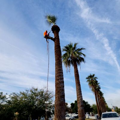 Avatar for S and C Tree Service