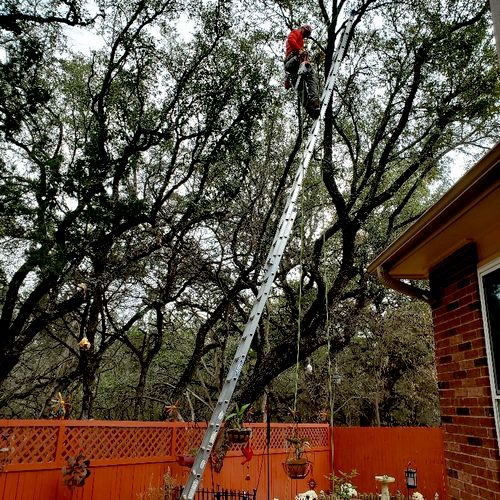 We highly recommend Rambo Tree Service! Sylvestre 