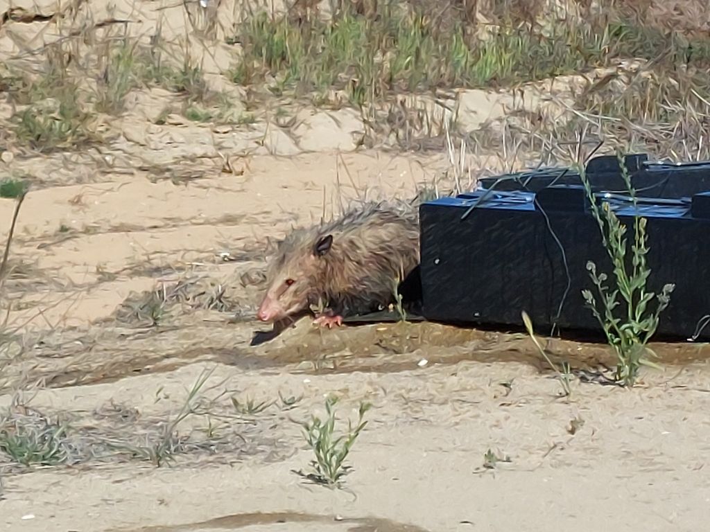 Live wildlife trapping and relocating.