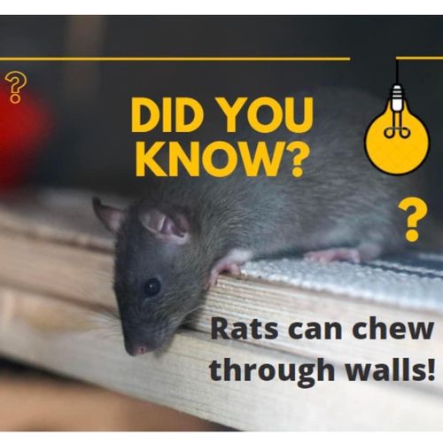 Did you know, rats can chew through almost anythin
