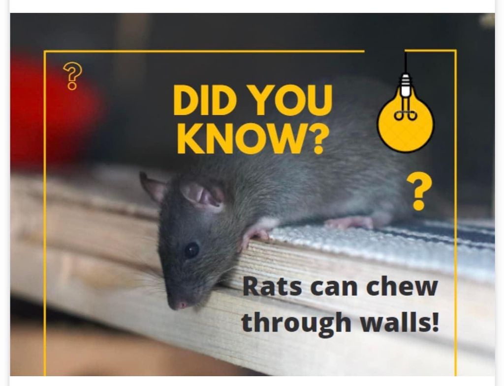 Did you know, rats can chew through almost anythin