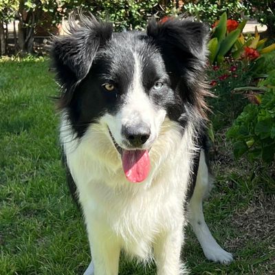 Avatar for Maria’s Dog Grooming