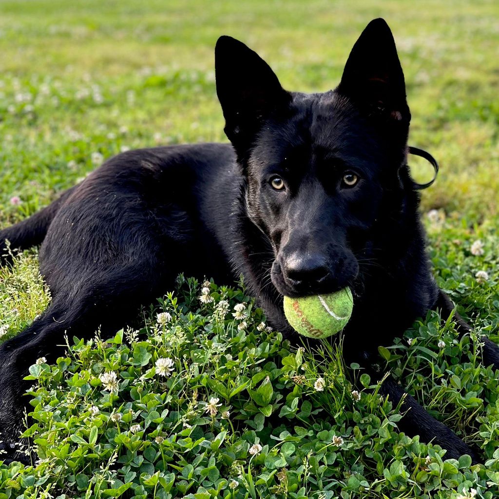 Homegrown Canine Training LLC