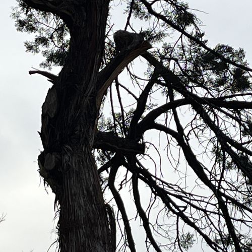 Tree Trimming and Removal