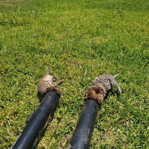 Residential Gopher Control
