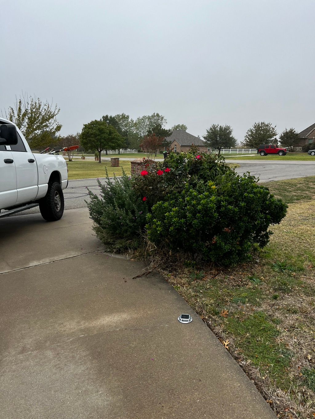 Removal of shrubs on both sides of the driveway