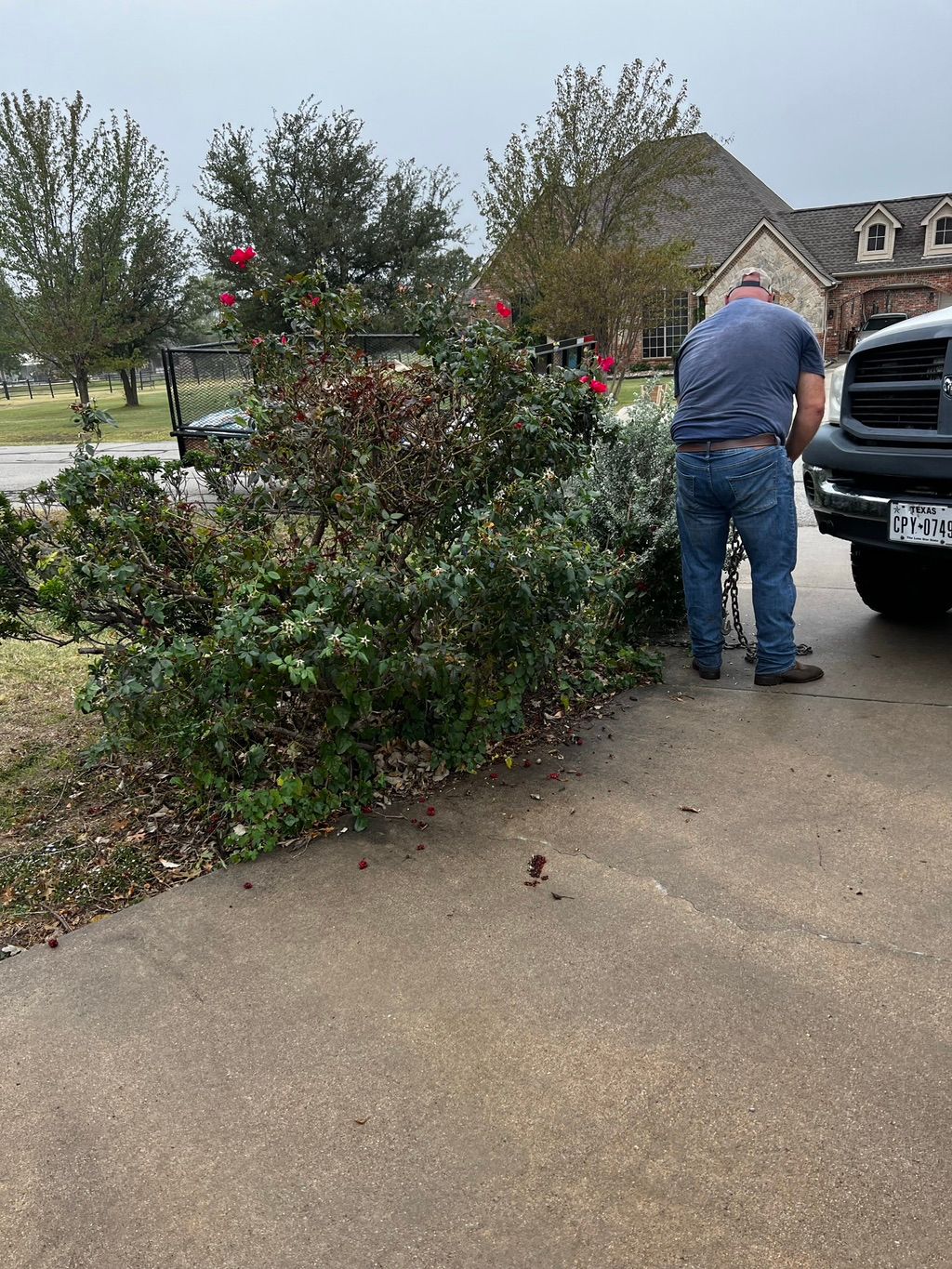 Removal of shrubs on both sides of the driveway