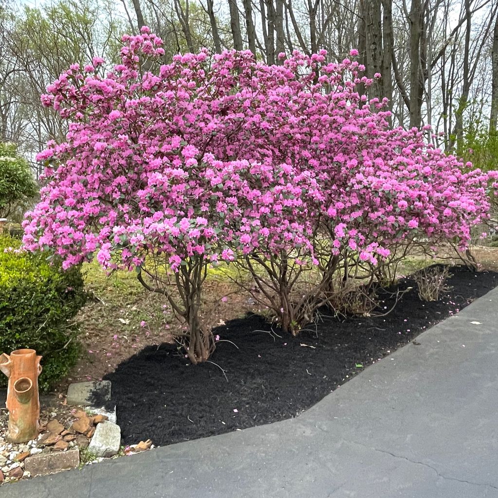 LPZ Landscaping