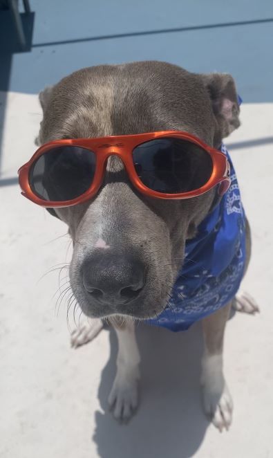 After obedience training, my future's so bright ..