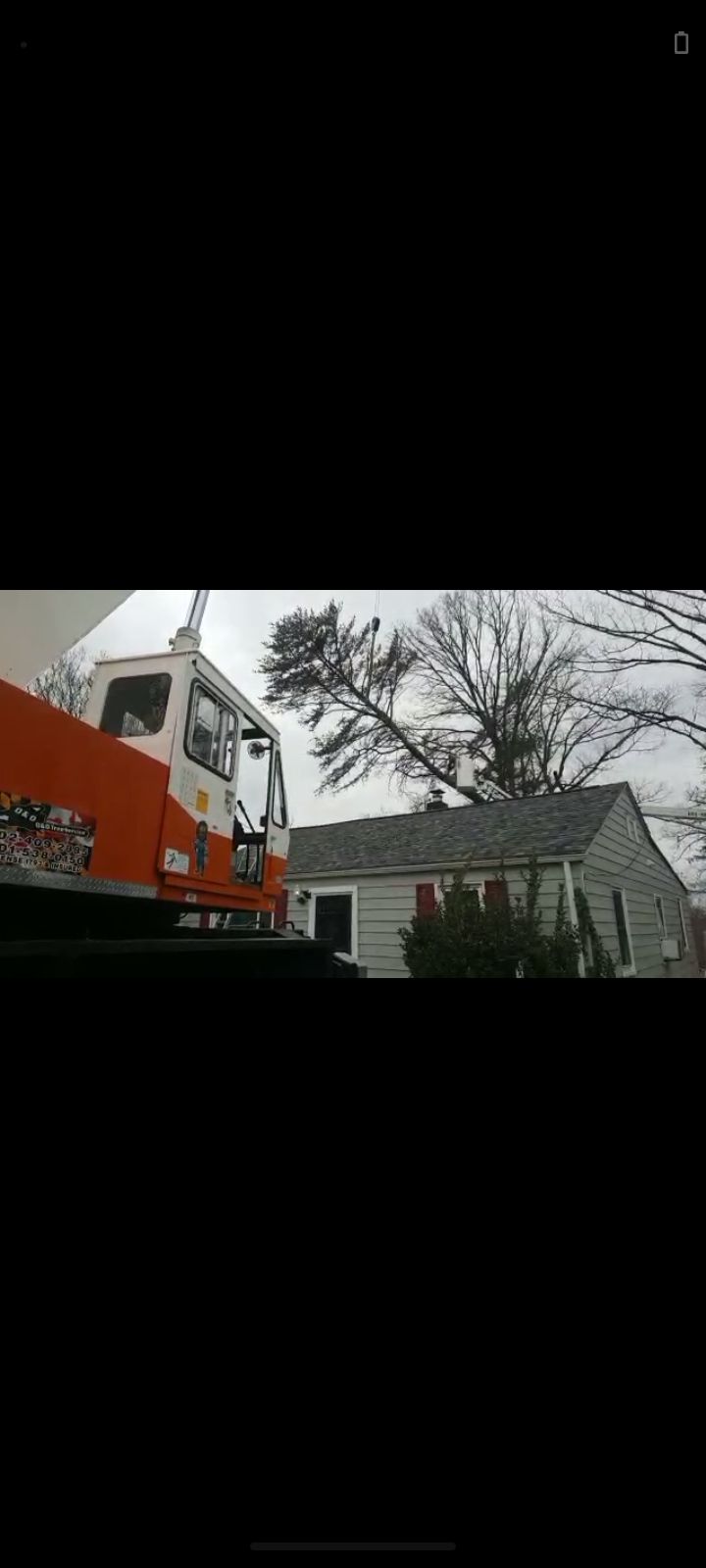 Tree Stump Grinding and Removal