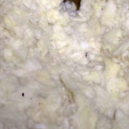 Mouse burrow in attic insulation with a few droppi