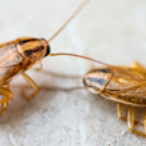 German Cockroaches 