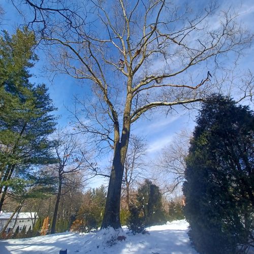 Tree Trimming and Removal