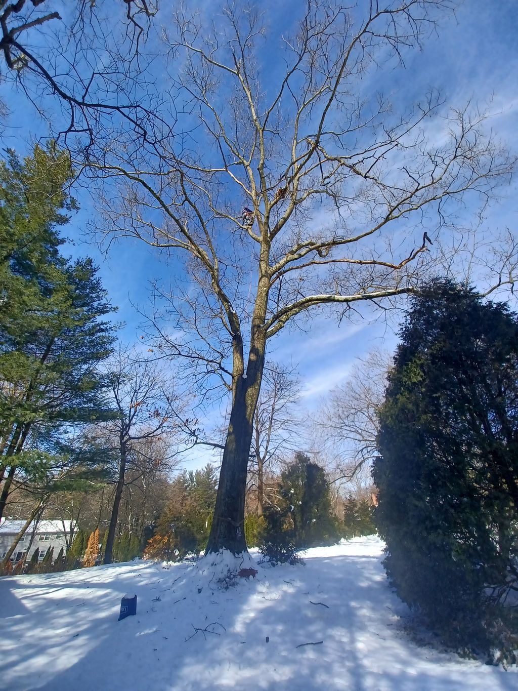 Tree Trimming and Removal