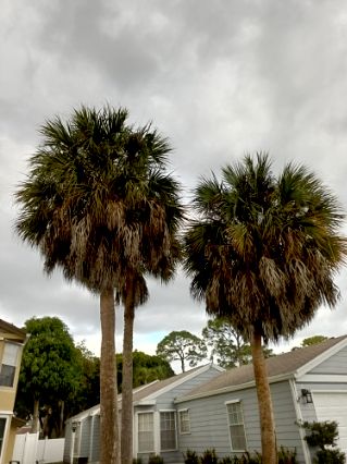 Tree Trimming and Removal