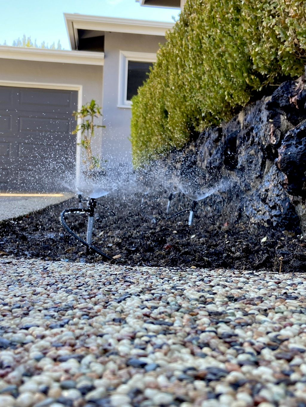 After installing new mini sprinklers/ drip. 