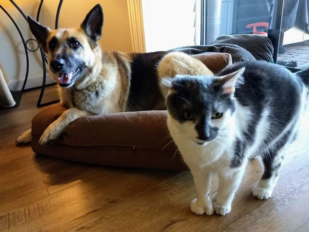 Buds