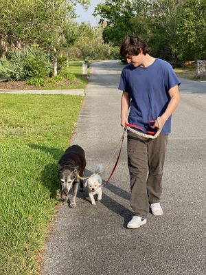 Avatar for North Brevard Dog Walking & Pet Sitting