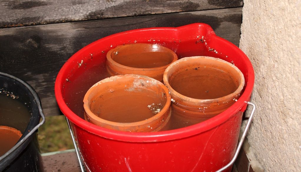 soaking dirty flower pots before cleaning them