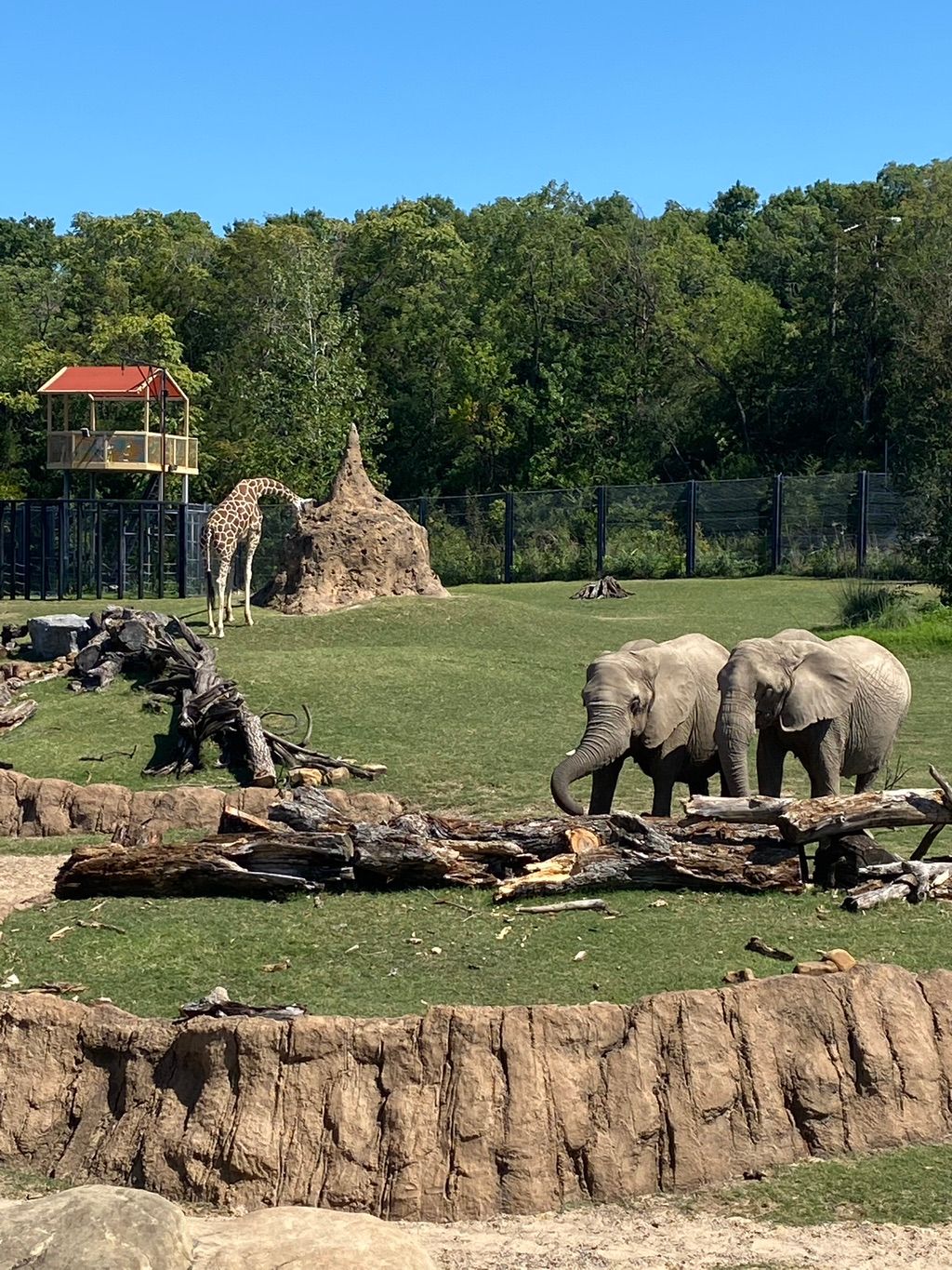 Wildlife 🐘