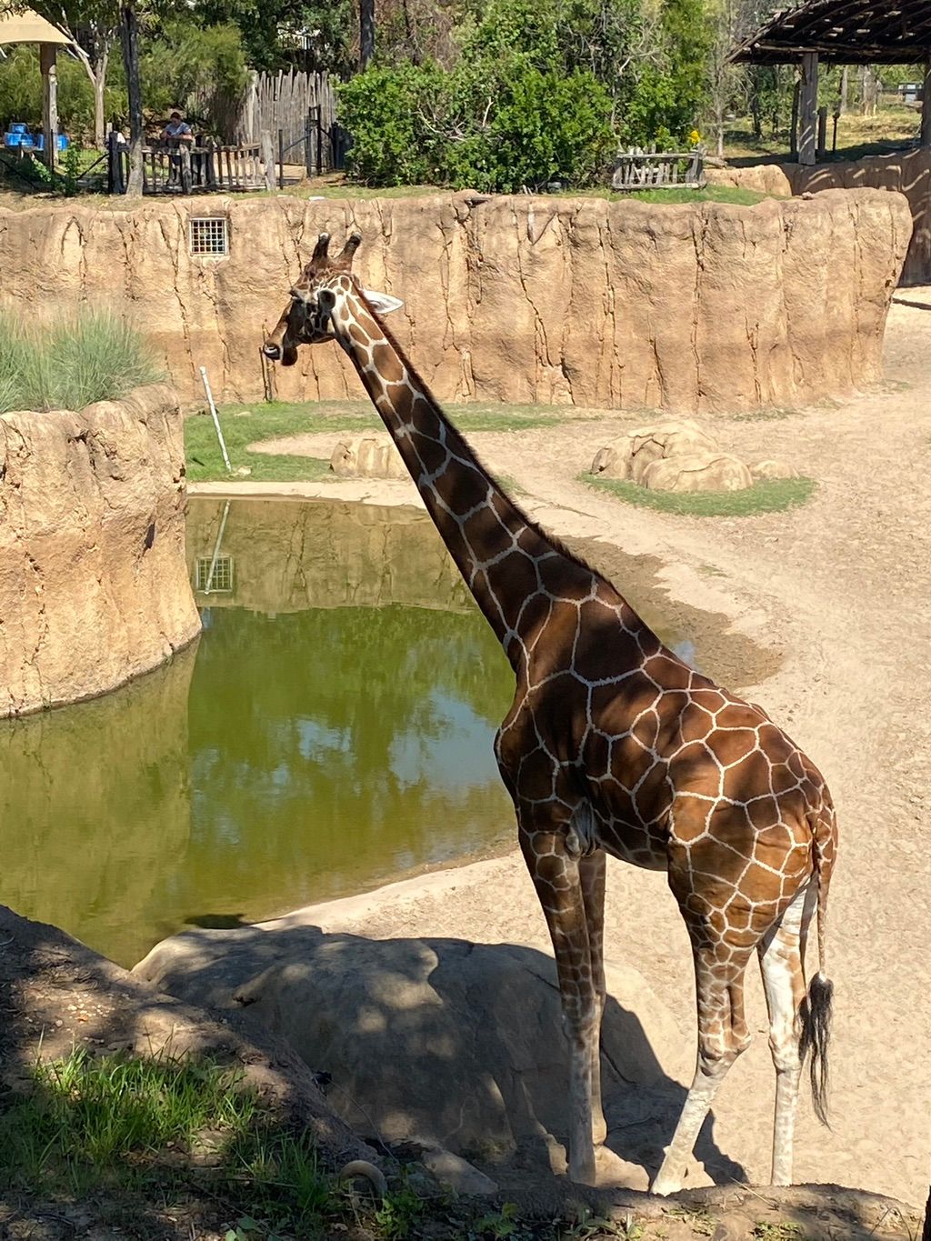 Trip to the zoo 🦒