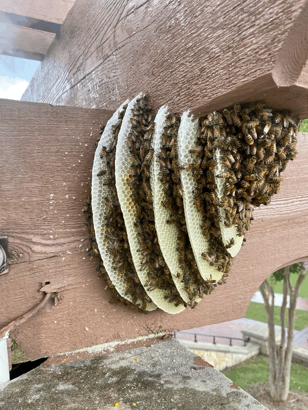 Beehive on pergola. 