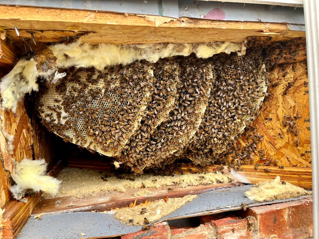 Beehive between 1st and 2nd story
