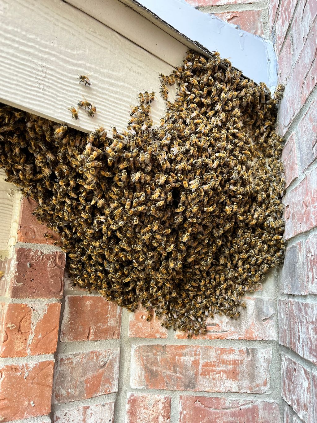 Honeybee Swarm