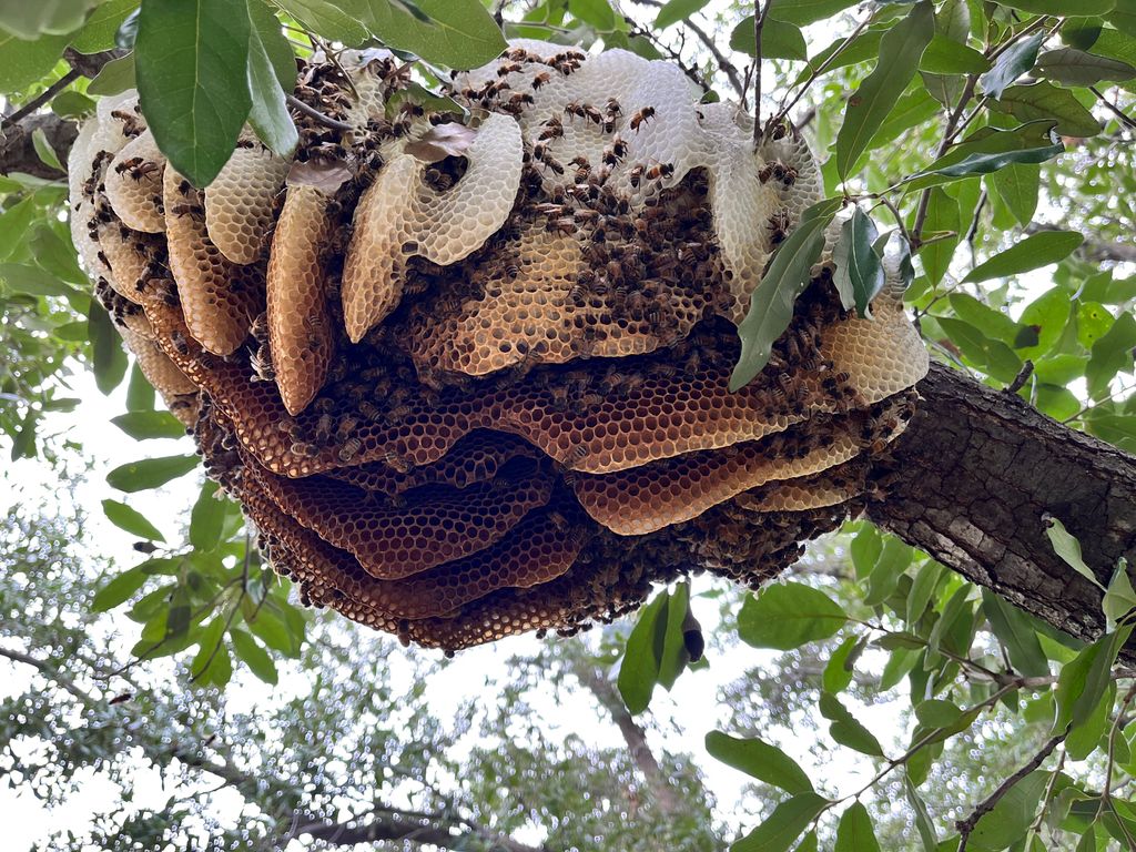 Beehive on Tree Branch