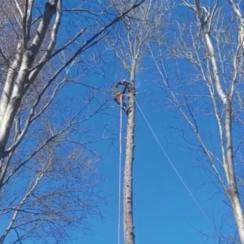 Benjamin tree service llc - Facebook