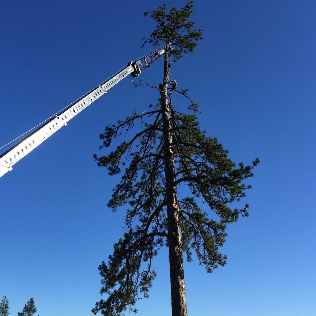 Tree Works Consulting, LLC