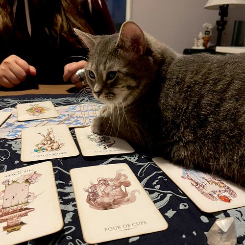 We had our tarot card reading session at my house 