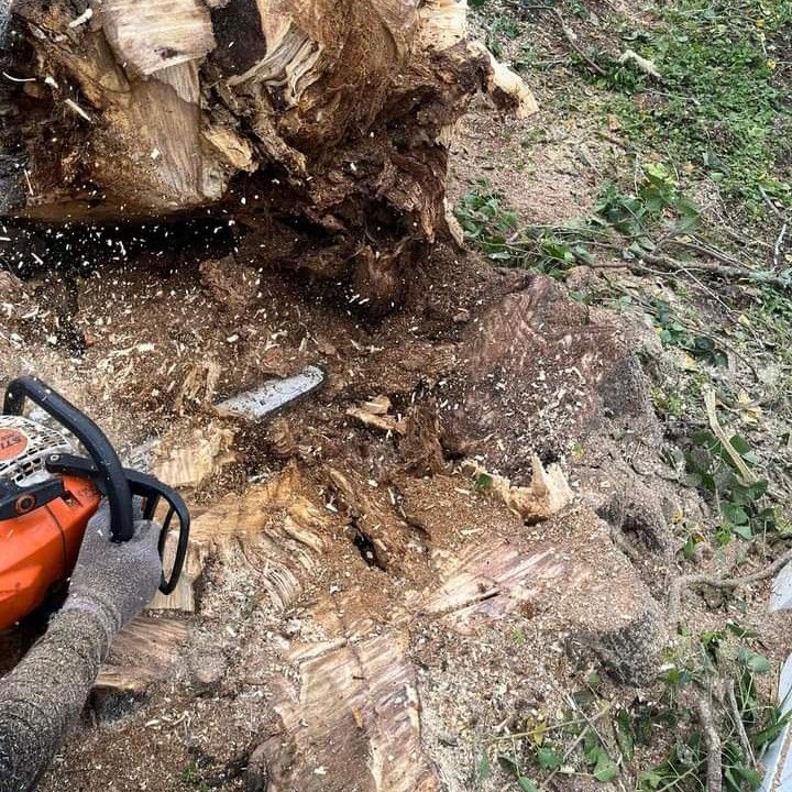 Tampa Bay Cheap Tree Services