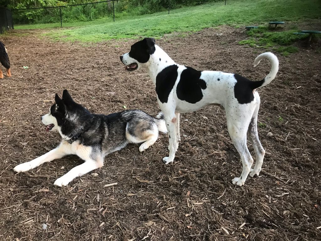 Pet Boarding