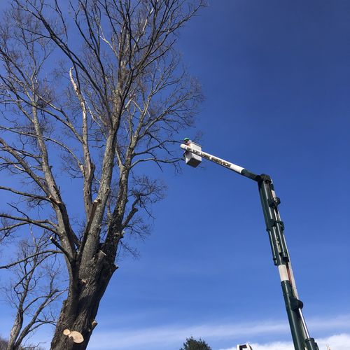 Tree Trimming and Removal