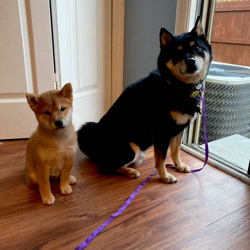 Andy has been great helping train our three Shiba 