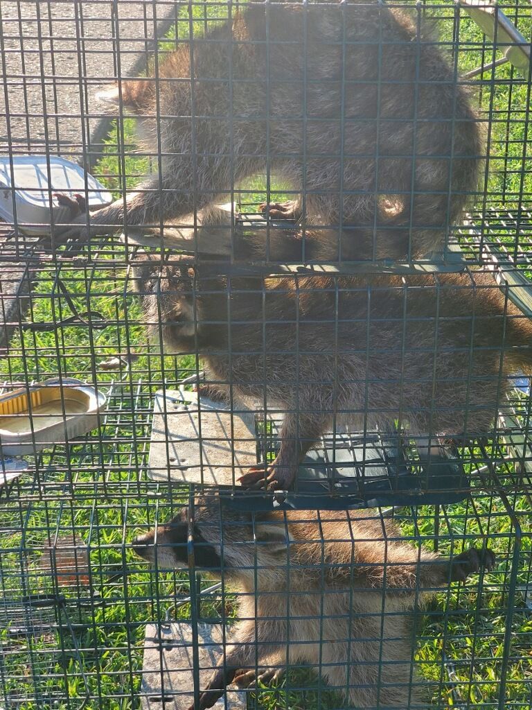 Successful raccoon trapping and removal 