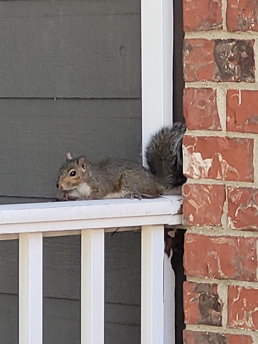 Just a squirrel hanging out 
