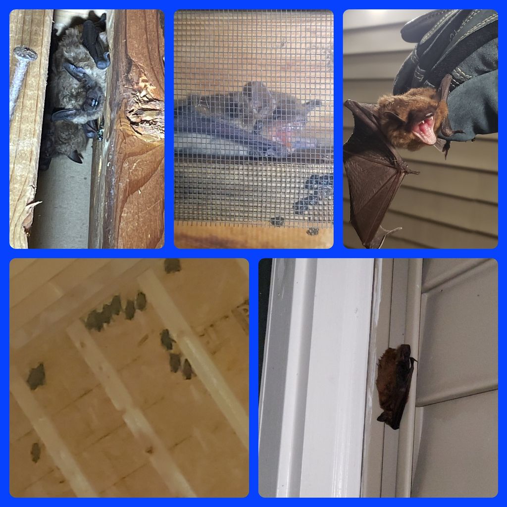 Bats we’ve found and excluded successfully 
