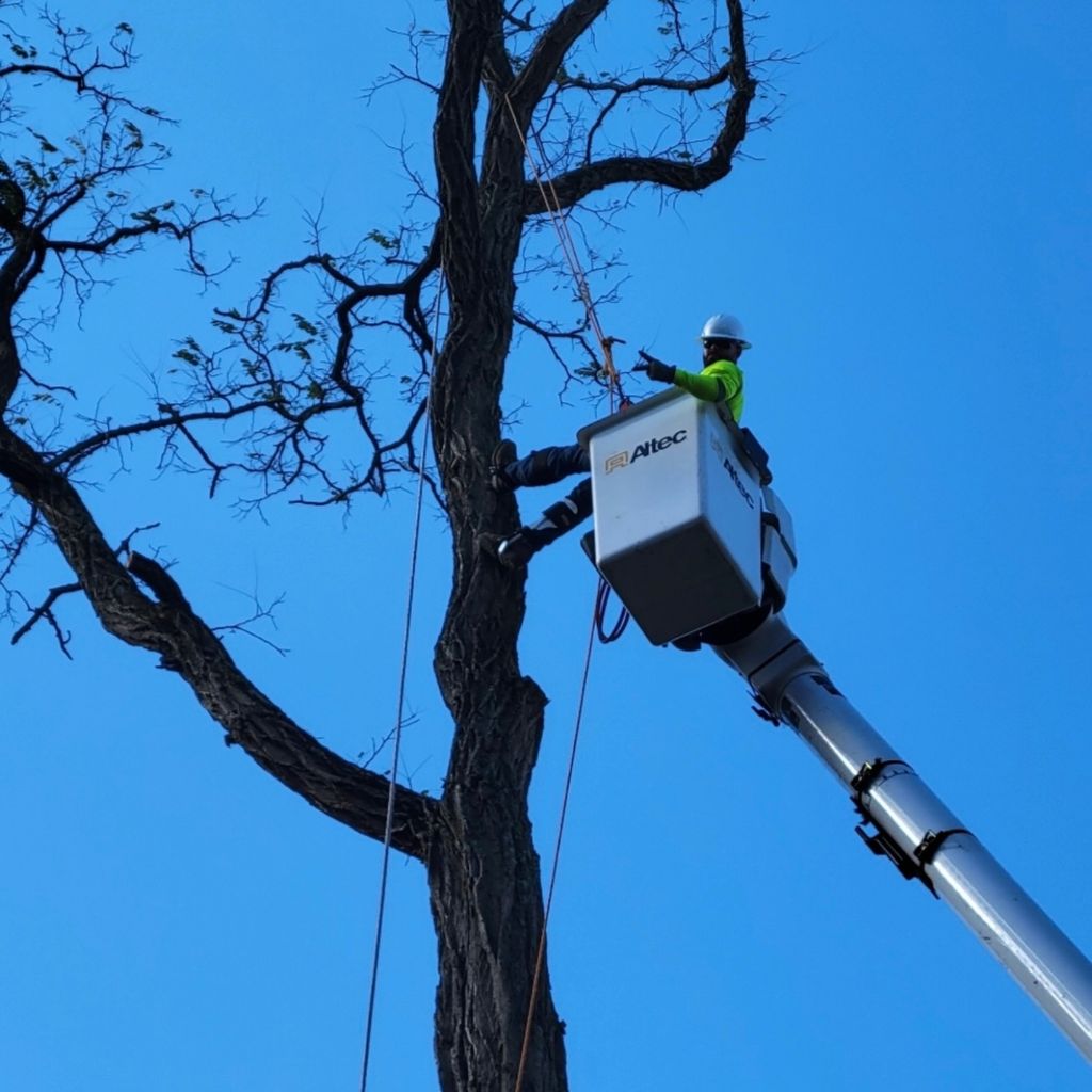 Virginia Valley Professional Trees services LLC