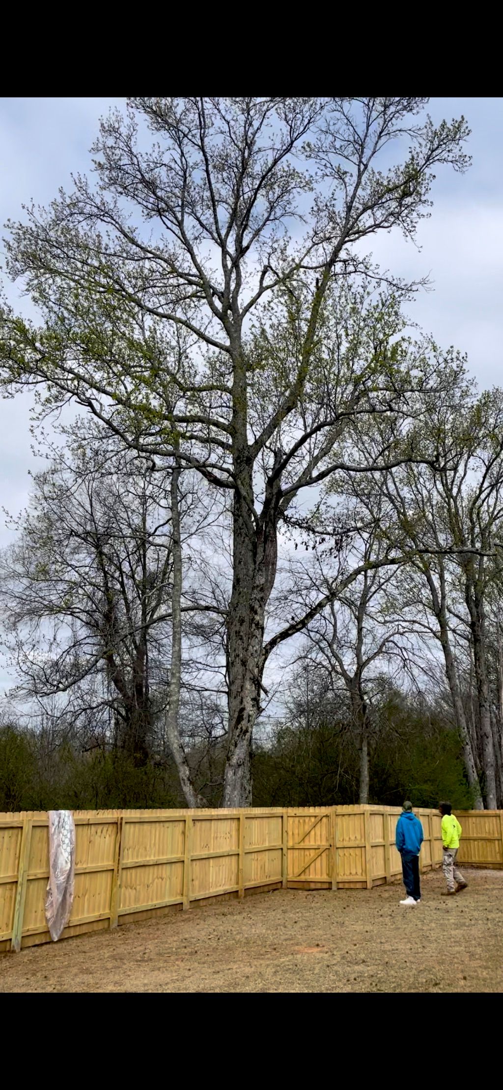 Excellent job. Needed 2 trees cut down close to ho