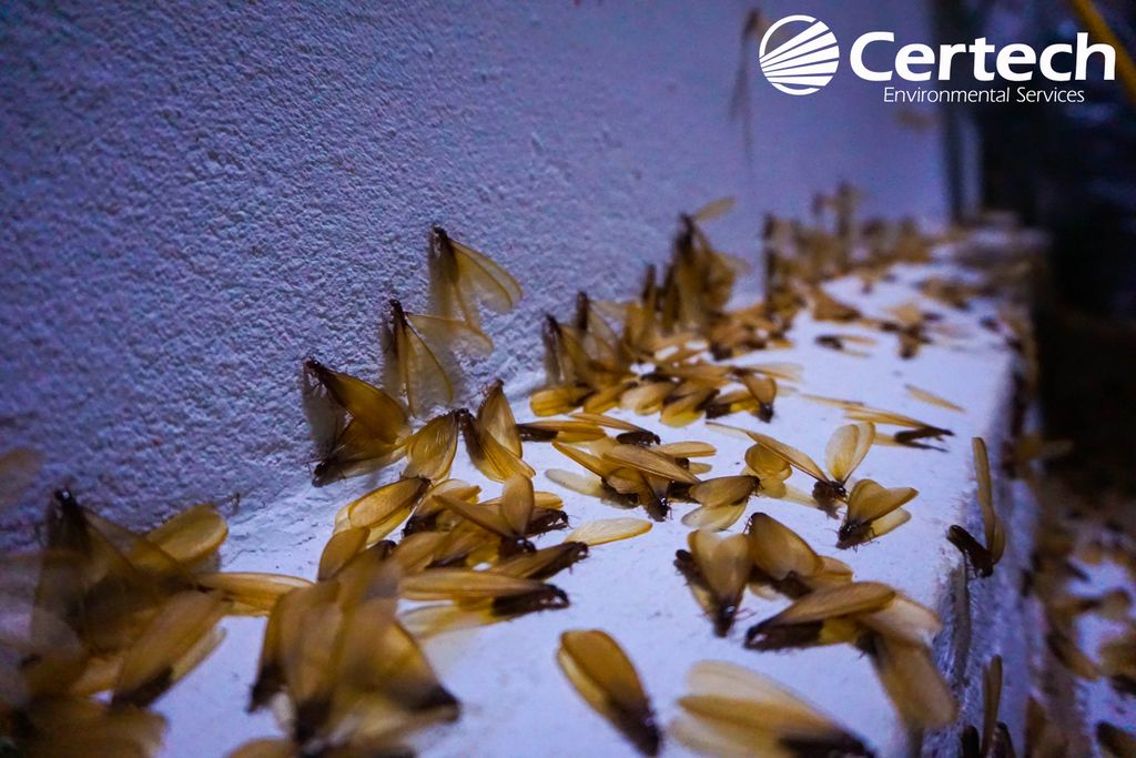 Subterranean Termite Swarmers